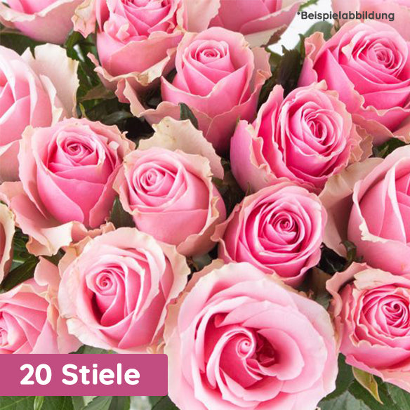 Premium Rose Pink Lady – DasBlumentaxi.de