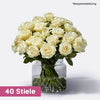 Premium Rose Weiß 40 Stiele